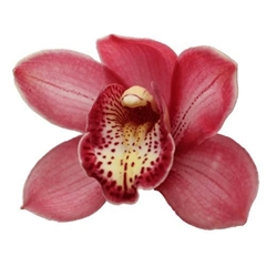 Cymbidium Bologna 80cm