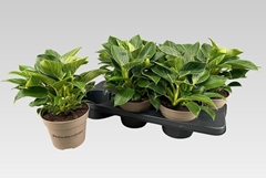 Philodendron Birkin 15Ø 30cm