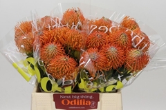 Leucospermum Ayoba Orange 40cm