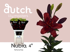 Lily Asiatic Nubia 90cm 4+