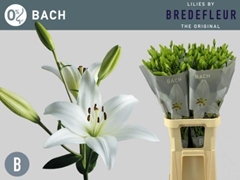 Lily La Bach 90cm 4+