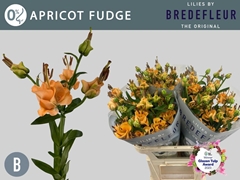Lily La Apricot Fudge 70cm 3+