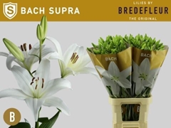 Lily La Bach 90cm 5+
