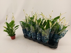 Spathiphyllum Chopin 9Ø 30cm