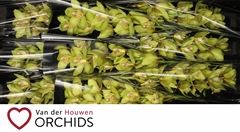 Cymbidium Bonny 60cm