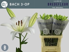 Lily La Bach 85cm 3+