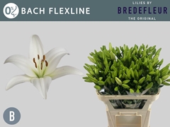 Lily La Bach 75cm 3+