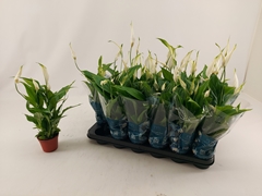 Spathiphyllum Chopin 9Ø 30cm