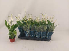 Spathiphyllum Chopin 9Ø 30cm