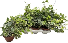 Hedera Helix Ingelise 13Ø 30cm