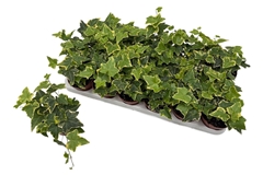 Hedera Helix Goldchild 9Ø 10cm