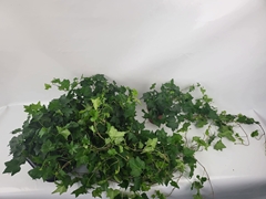 Hedera Helix Brigitte 13Ø 45cm