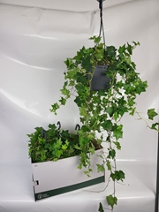Hedera Helix Brigitte 19Ø 80cm