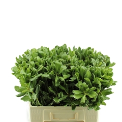 Pittosporum Tobira Ilan 60cm