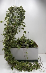 Hedera Helix Goldchild 24Ø 120cm