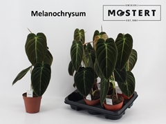 Philodendron Melanochrysum 12Ø 45cm