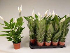 Spathiphyllum Alana 12Ø 55cm