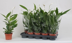 Spathiphyllum Alana 12Ø 45cm
