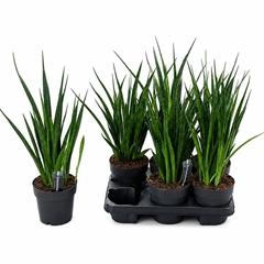 Sansevieria Kirkii Friends 14Ø 50cm