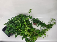 Hedera Helix Mein Herz 13Ø 45cm