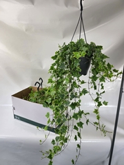 Hedera Helix Mint Kolibri 19Ø 100cm