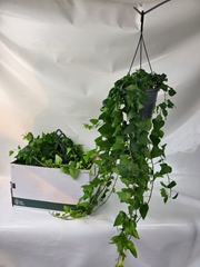 Hedera Helix Mein Herz 19Ø 80cm
