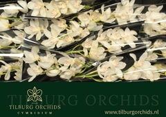 Cymbidium Early White 50cm