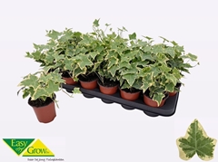 Hedera Helix Goldchild 9Ø 15cm