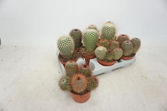 Cactus Mix 10Ø 14cm