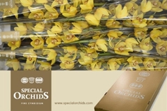 Cymbidium Classic 80cm