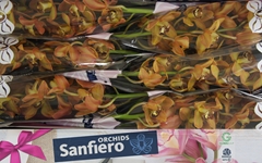 Cymbidium Charly Brown 80cm