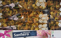 Cymbidium Charly Brown 60cm