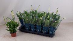 Spathiphyllum Chopin 9Ø 30cm