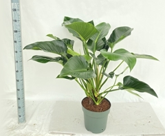 Philodendron Green Beauty 30Ø 120cm