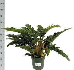 Philodendron Narrow Escape 27Ø 75cm