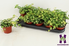 Hedera Helix Golden Jytte 12Ø 15cm