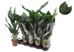 Spathiphyllum Diamond 12Ø 50cm