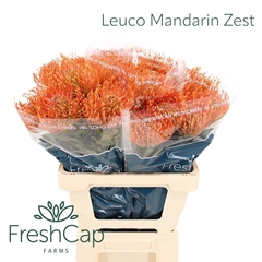 Leucospermum Ayoba Mandarin Zest 60cm