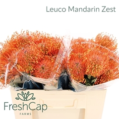 Leucospermum Ayoba Mandarin Zest 50cm