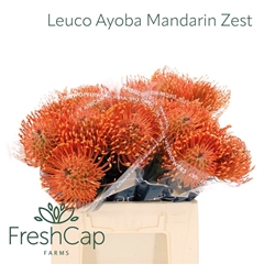 Leucospermum Ayoba Mandarin Zest 40cm