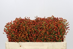 Rosa Autumn Joy 45cm