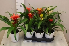 Bromelia Mix 12Ø 35cm