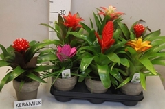 Bromelia Mix 11Ø 30cm