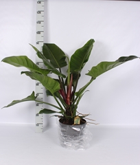 Philodendron Imperial Green 24Ø 110cm