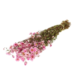 Dried Flowers Rhodante 50cm 60g