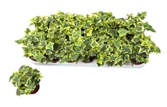 Hedera Helix Golden Kolibri 8Ø 7cm