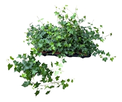 Hedera Helix Diny 13Ø 40cm