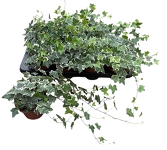 Hedera Helix Eva 13Ø 40cm