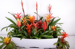 Bromelia Mix 9Ø 15cm
