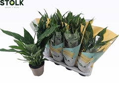 Spathiphyllum Diamond 14Ø 50cm